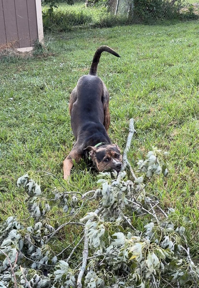 Enlarge Brad, a ADOPTABLE mixed breed in Indianapolis, IN image 3/6