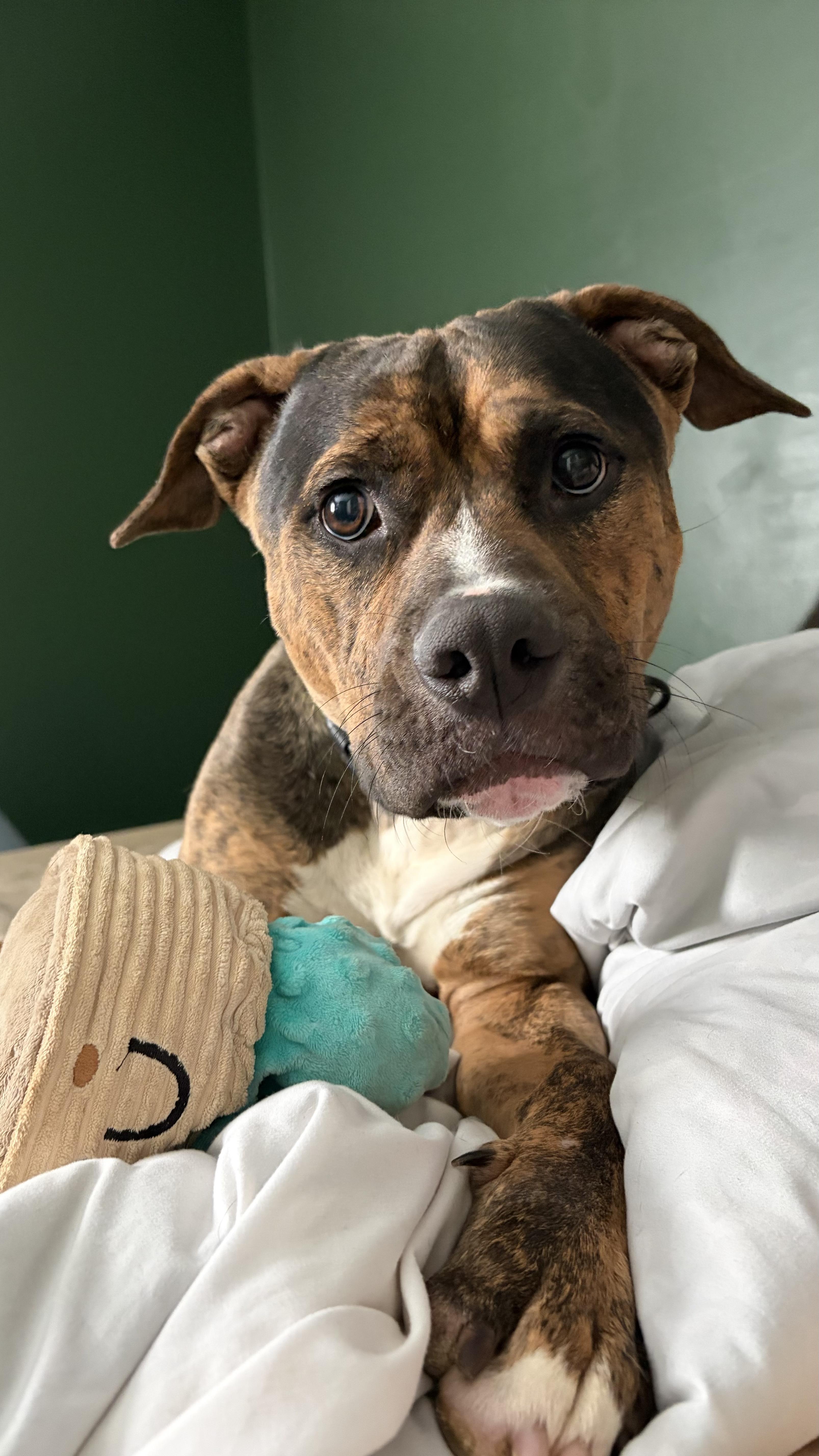 Brad, ADOPTABLE, Young Male Staffordshire Bull Terrier.