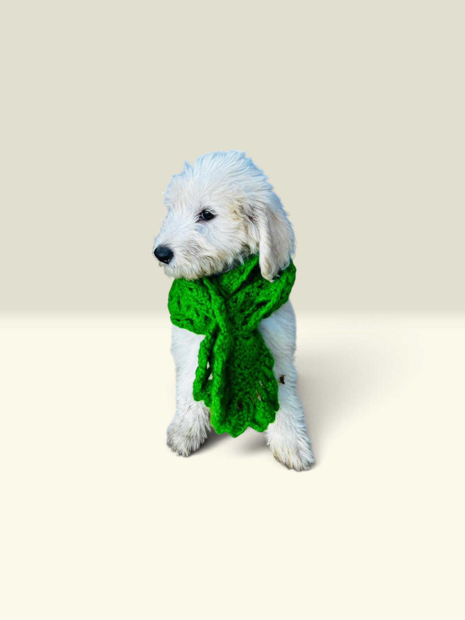 Enlarge Zeus, a Adoptable Sheepadoodle in Chula Vista, CA image 2/4