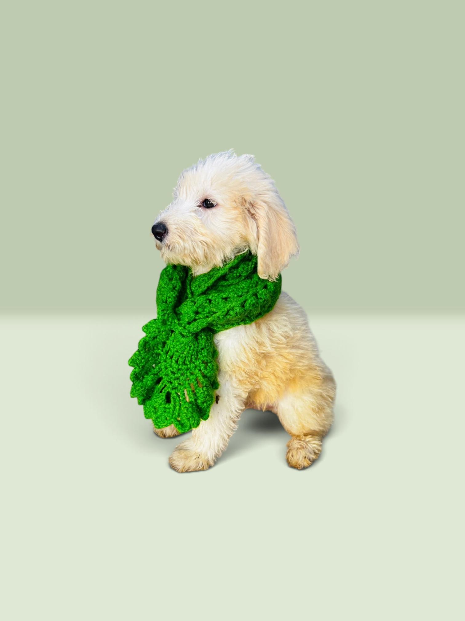 Enlarge Zeus, a Adoptable Sheepadoodle in Chula Vista, CA image 4/4