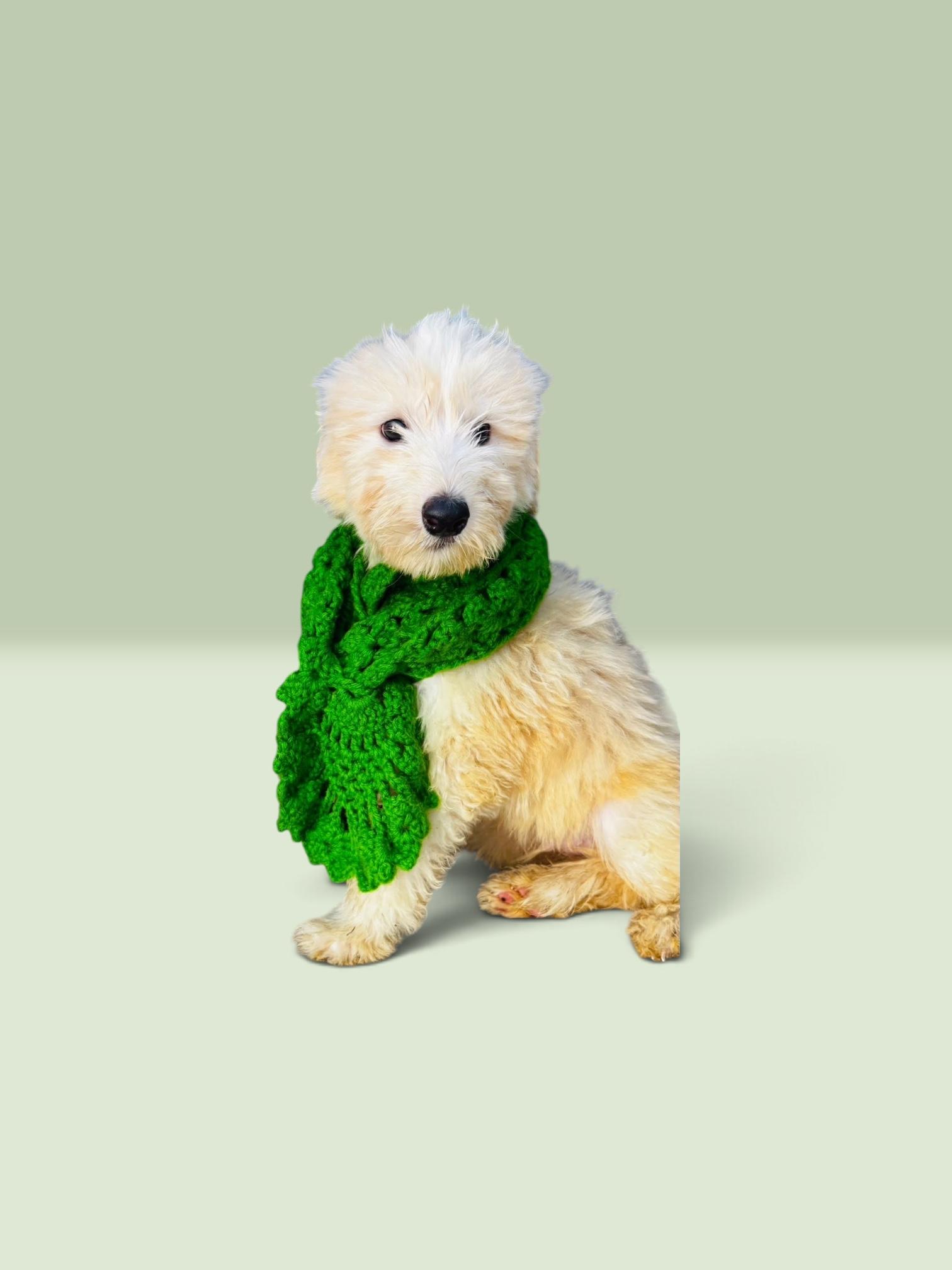 Enlarge Zeus, a Adoptable Sheepadoodle in Chula Vista, CA image 3/4