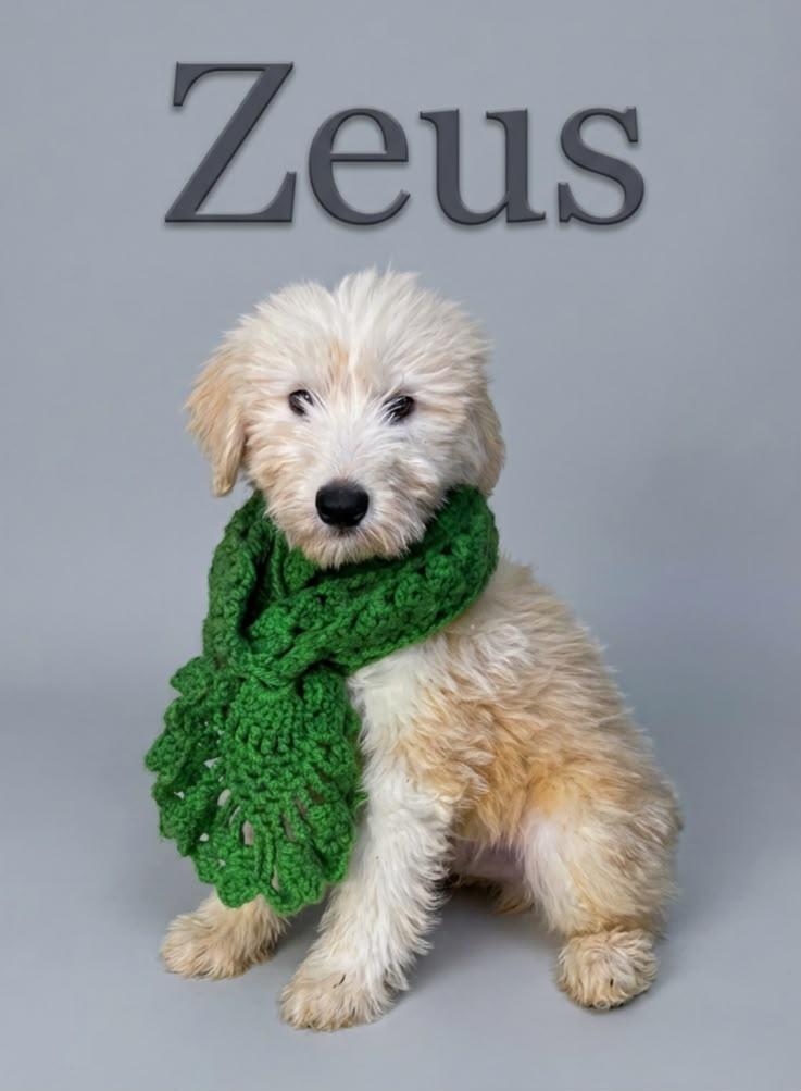 Zeus, Adoptable, Young Male Sheepadoodle.