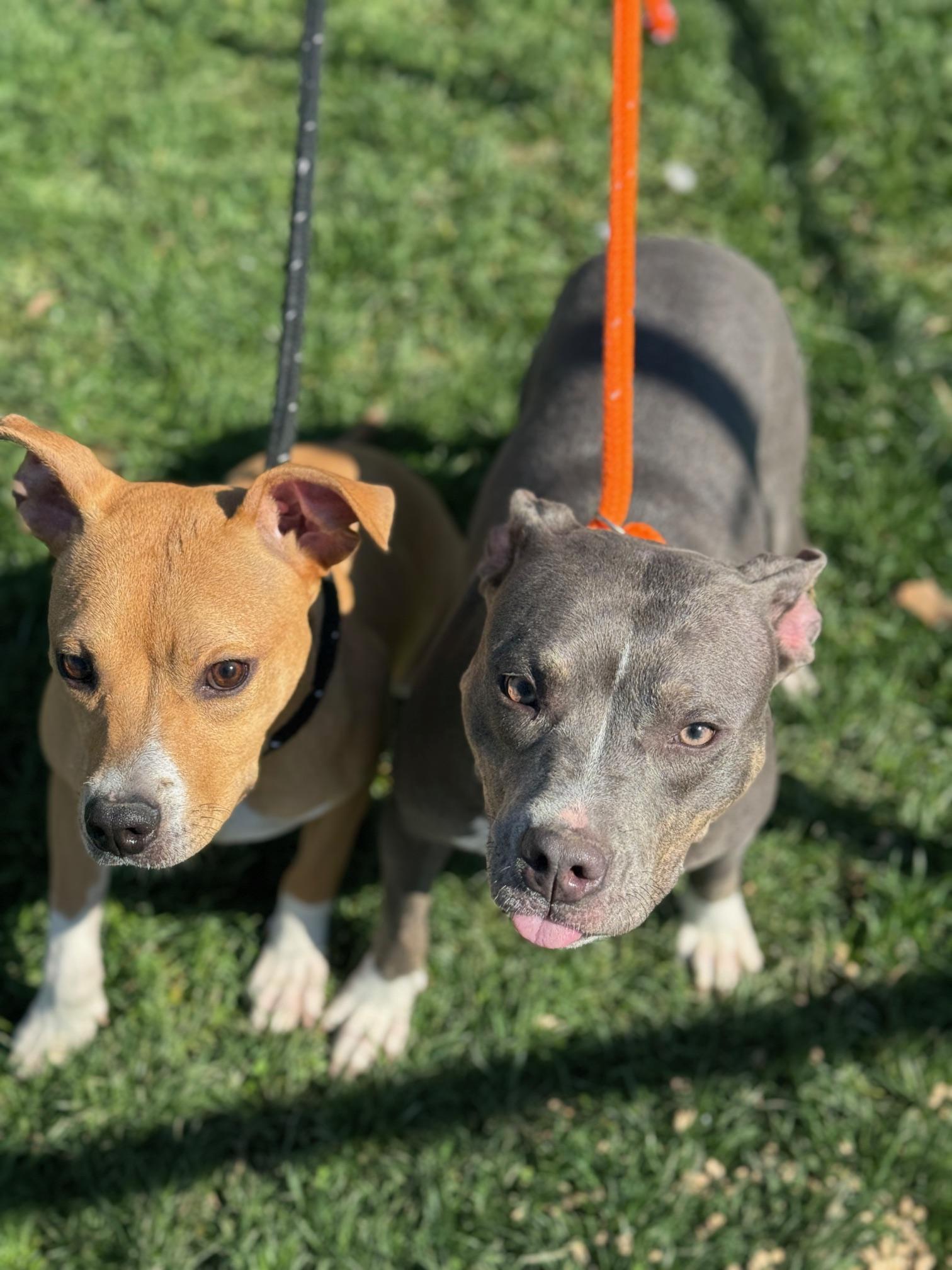 Enlarge Beauty, a ADOPTABLE mixed breed in Benton Harbor, MI image 3/4