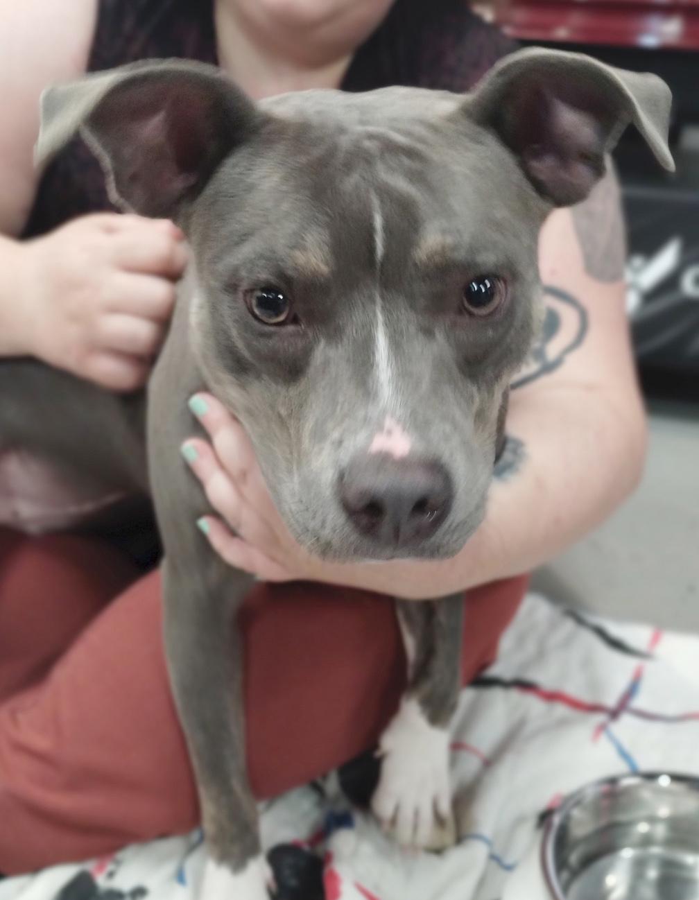 Beauty, ADOPTABLE, Puppy Female Pit Bull Terrier & Mixed Breed.
