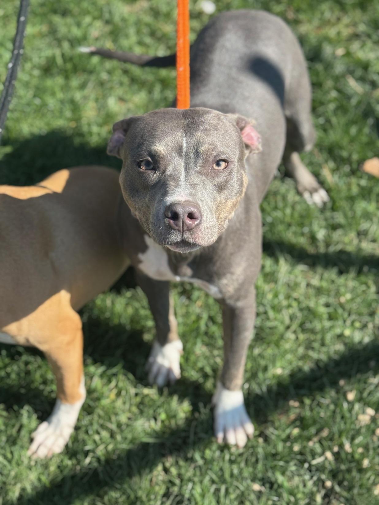 Enlarge Beauty, a ADOPTABLE mixed breed in Benton Harbor, MI image 2/4