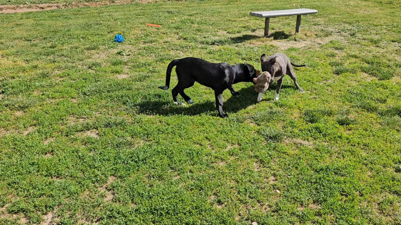 Enlarge Beauty, a ADOPTABLE mixed breed in Benton Harbor, MI video 5/6