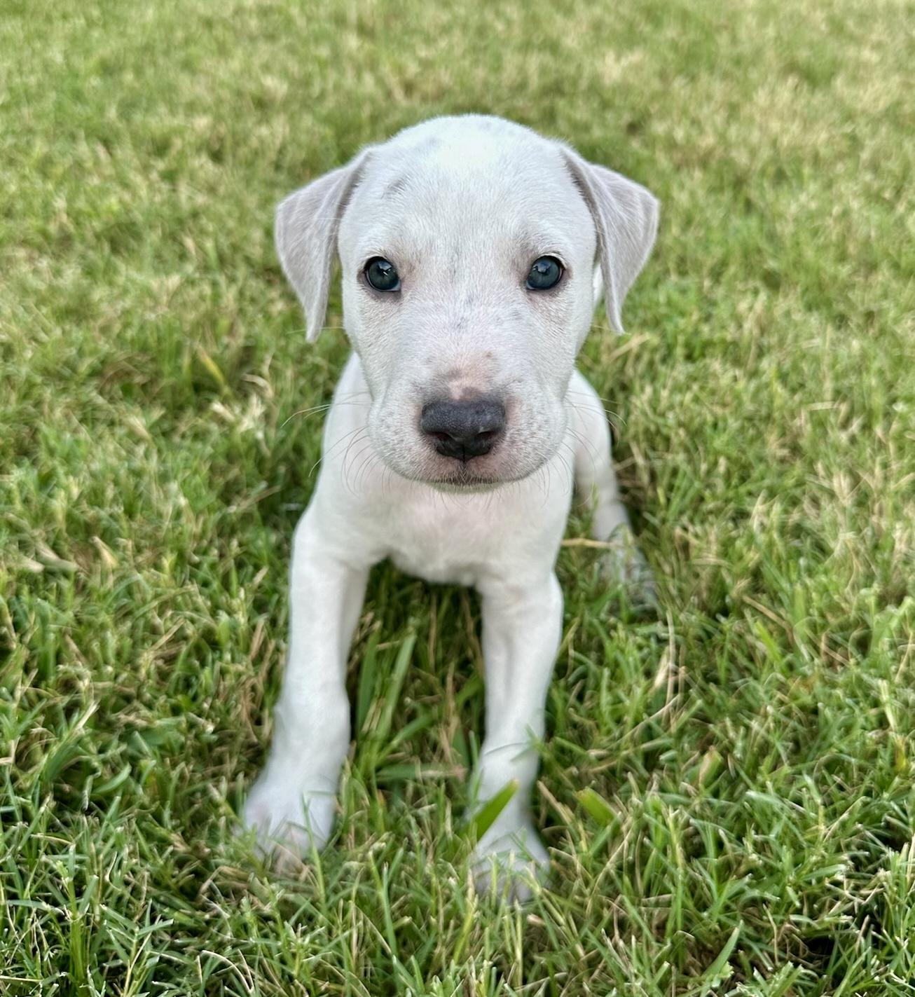 Coton