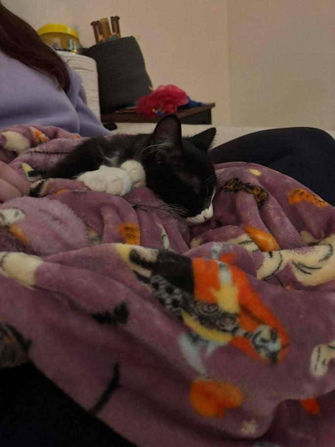 Enlarge Grilled Cheese, an adopted Domestic Long Hair in Norwich, CT image 3/5