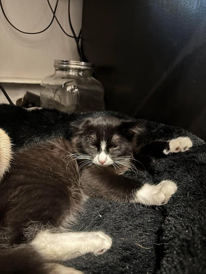 Grilled Cheese, adopted, Kitten Male Domestic Long Hair.