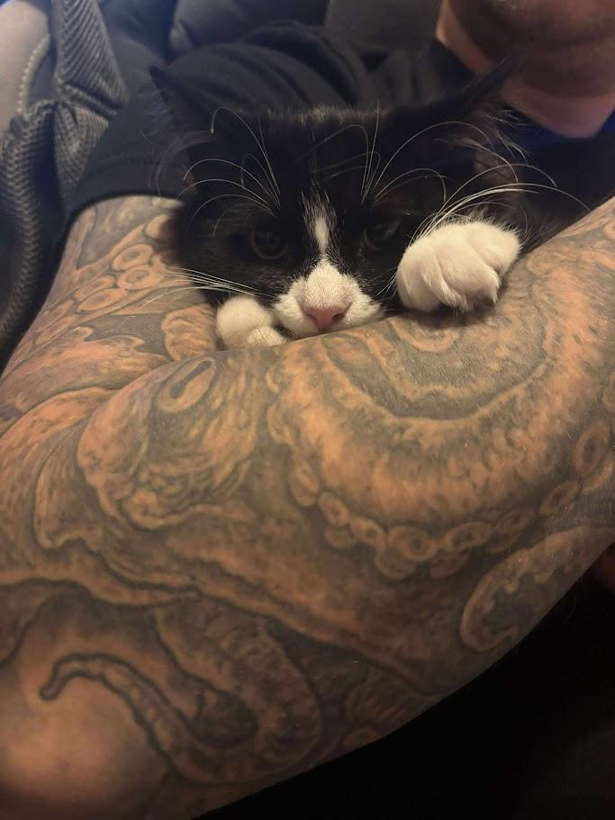 Enlarge Grilled Cheese, an adopted Domestic Long Hair in Norwich, CT image 5/5