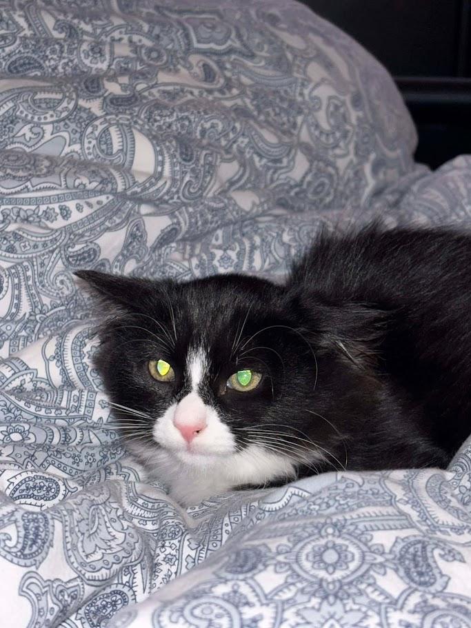 Enlarge Grilled Cheese, an adopted Domestic Long Hair in Norwich, CT image 2/5