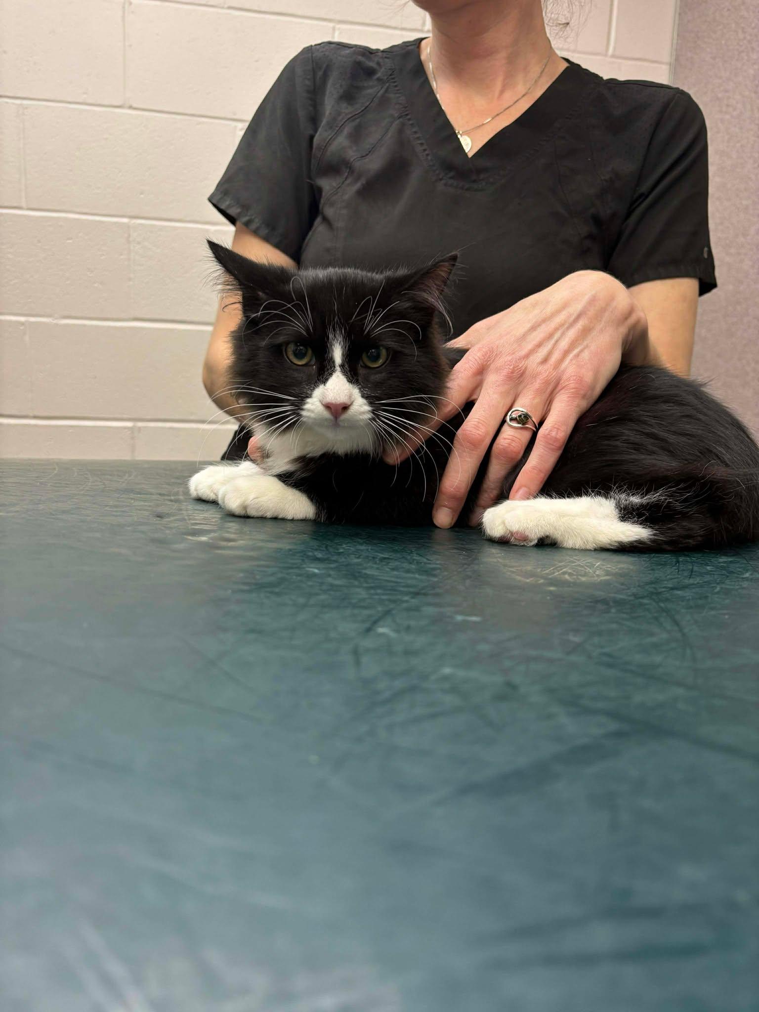 Enlarge Grilled Cheese, an adopted Domestic Long Hair in Norwich, CT image 4/5