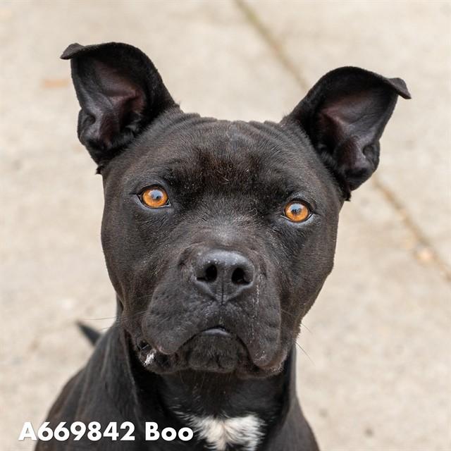Enlarge BOO, a Adoptable mixed breed in Sacramento, CA image 1/2