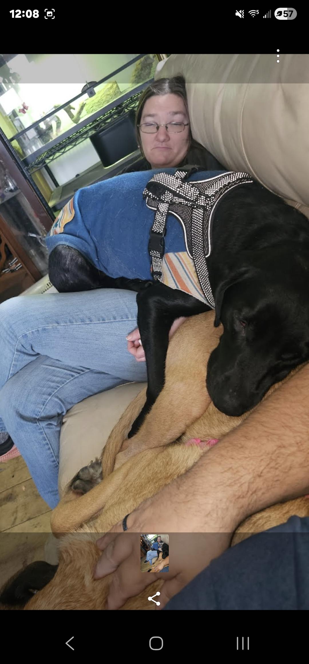 Enlarge Charlie, a ADOPTABLE mixed breed in Bristol, VT image 3/4