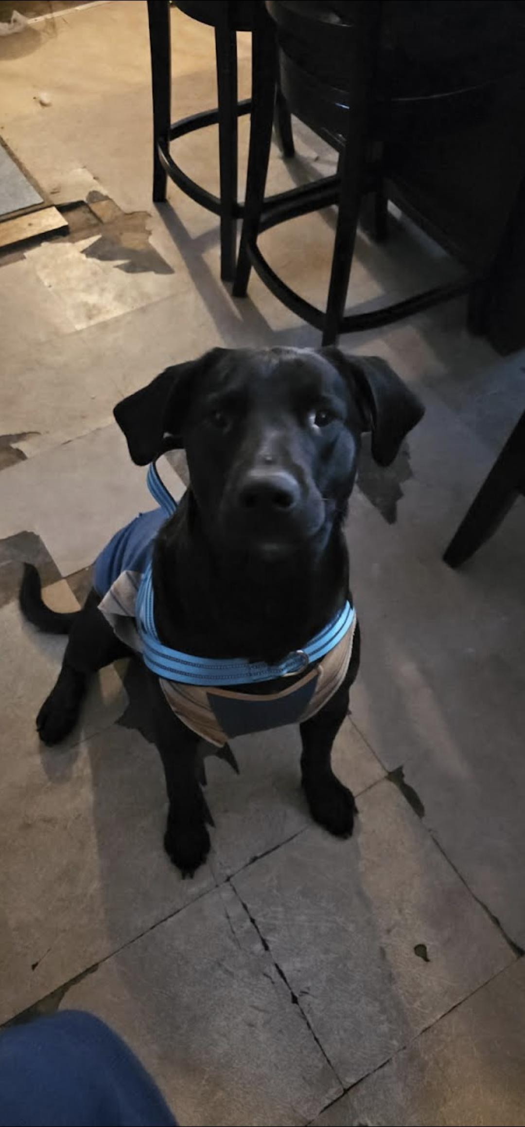 Charlie, ADOPTABLE, Young Male Black Labrador Retriever.