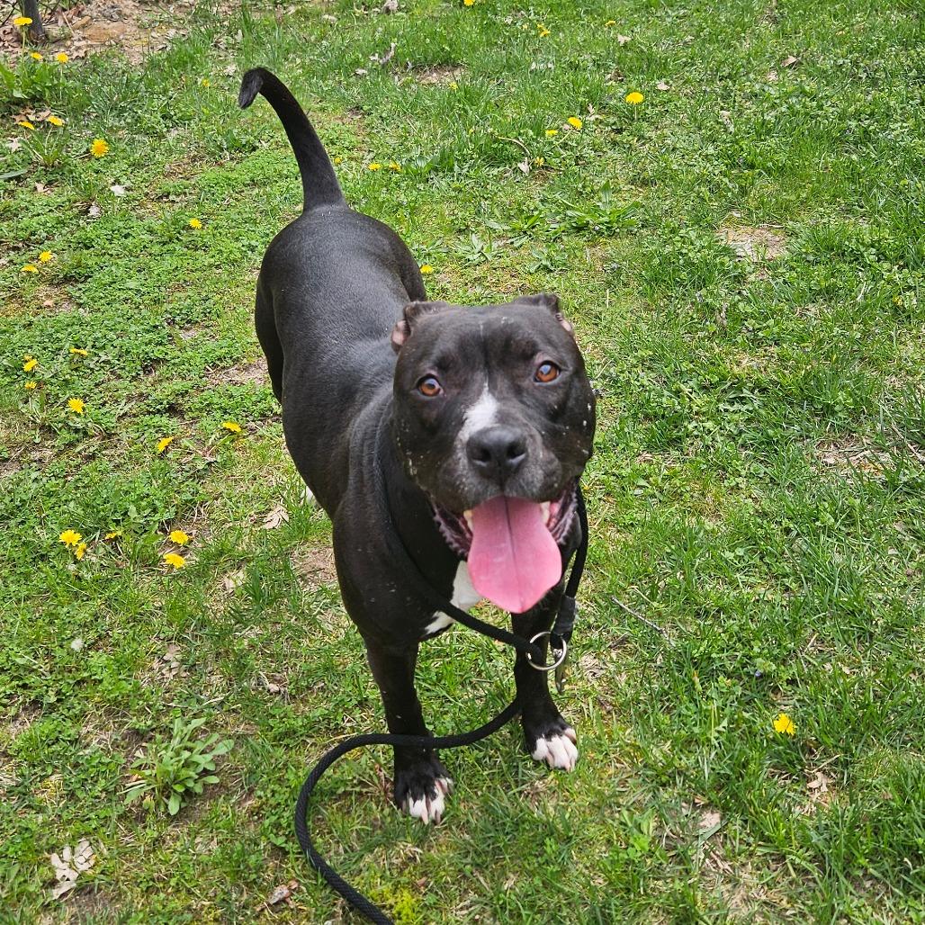 Maize, a Adoptable American Staffordshire Terrier in Grand Rapids, MI image 1/6