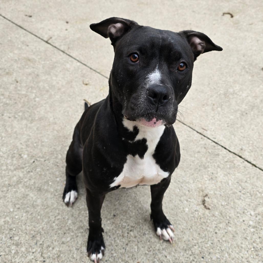 Maize, a Adoptable American Staffordshire Terrier in Grand Rapids, MI image 3/6