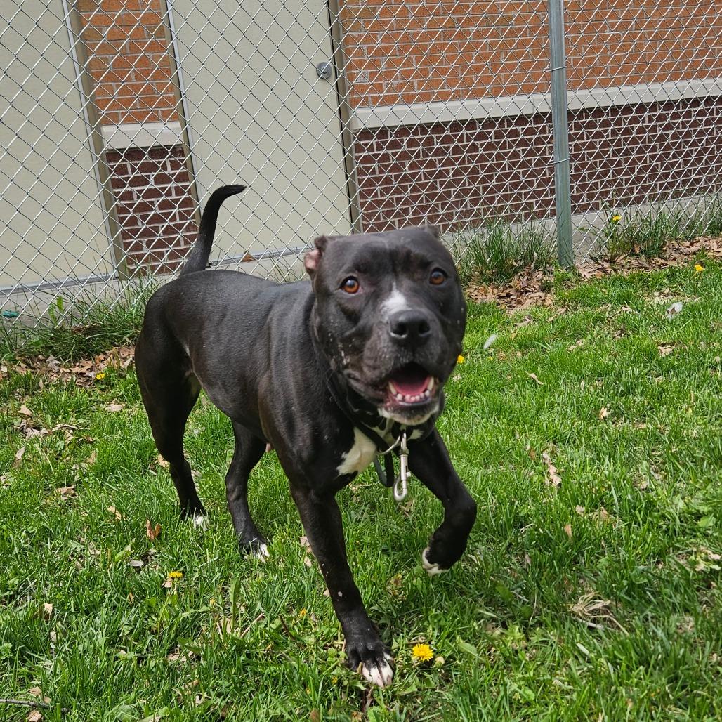 Enlarge Maize, a Adoptable American Staffordshire Terrier in Grand Rapids, MI image 3/6