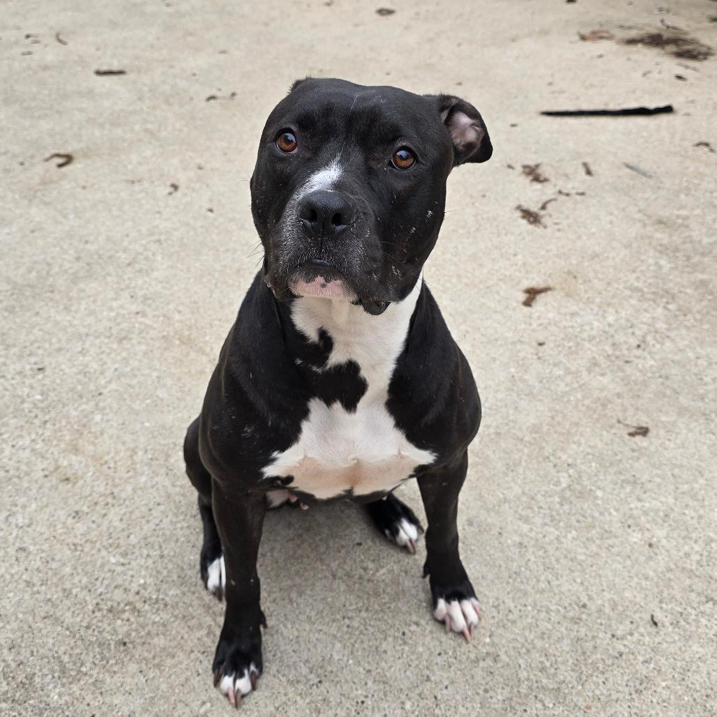Maize, a Adoptable American Staffordshire Terrier in Grand Rapids, MI image 4/6