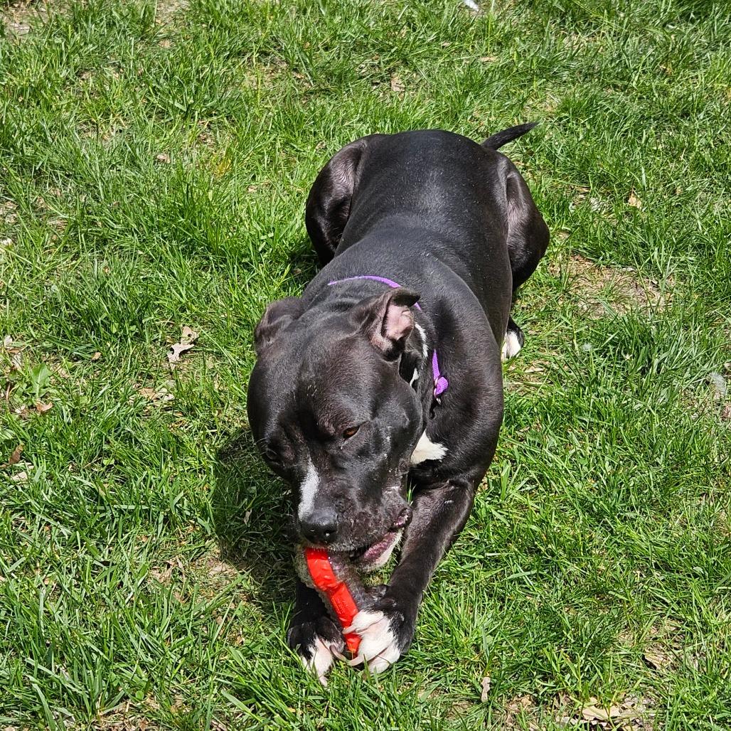 Enlarge Maize, a Adoptable American Staffordshire Terrier in Grand Rapids, MI image 4/6