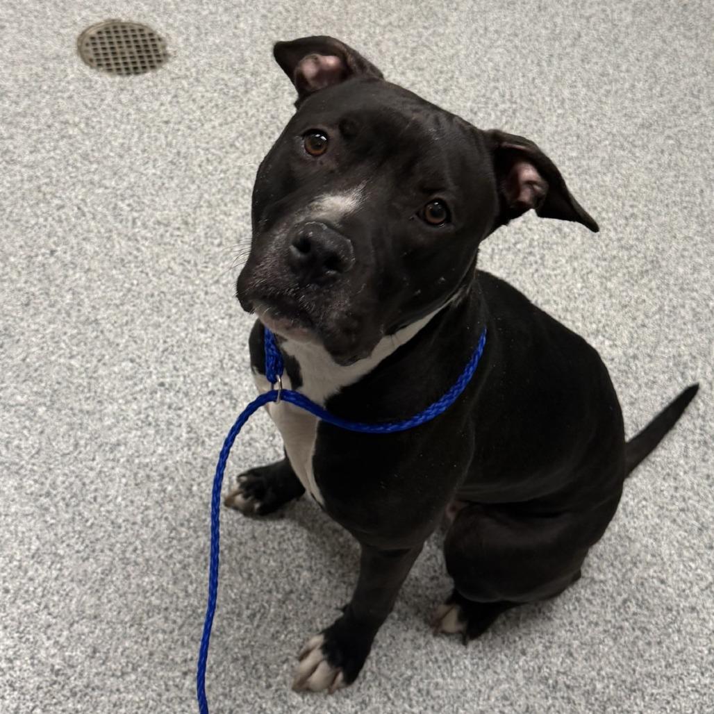 Maize, a Adoptable American Staffordshire Terrier in Grand Rapids, MI image 5/6