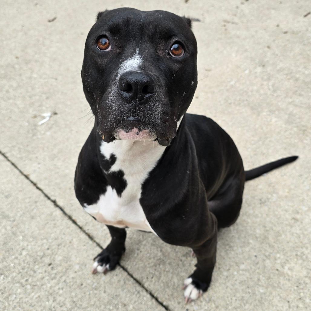Maize, a Adoptable American Staffordshire Terrier in Grand Rapids, MI image 6/6