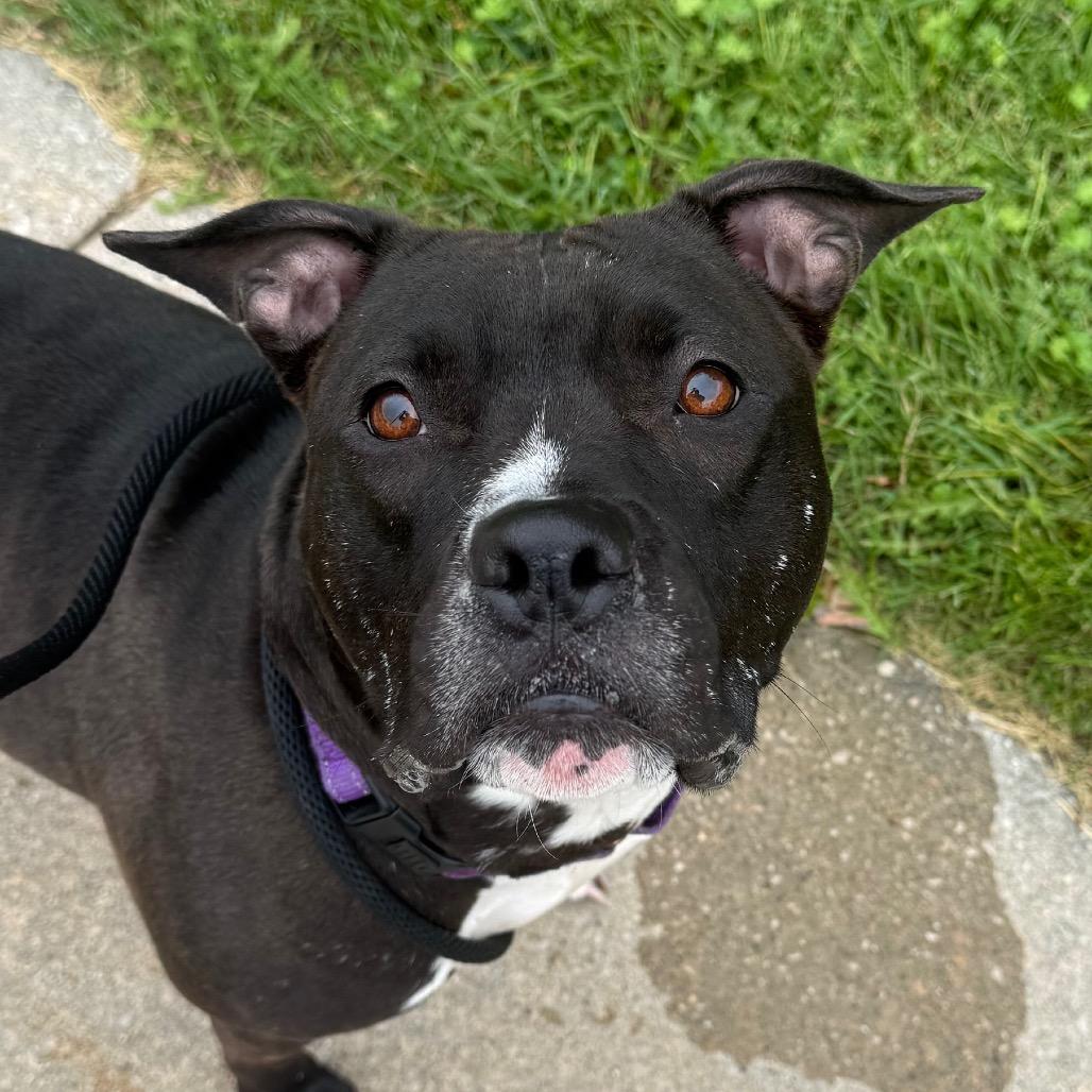 Enlarge Maize, a Adoptable American Staffordshire Terrier in Grand Rapids, MI image 6/6