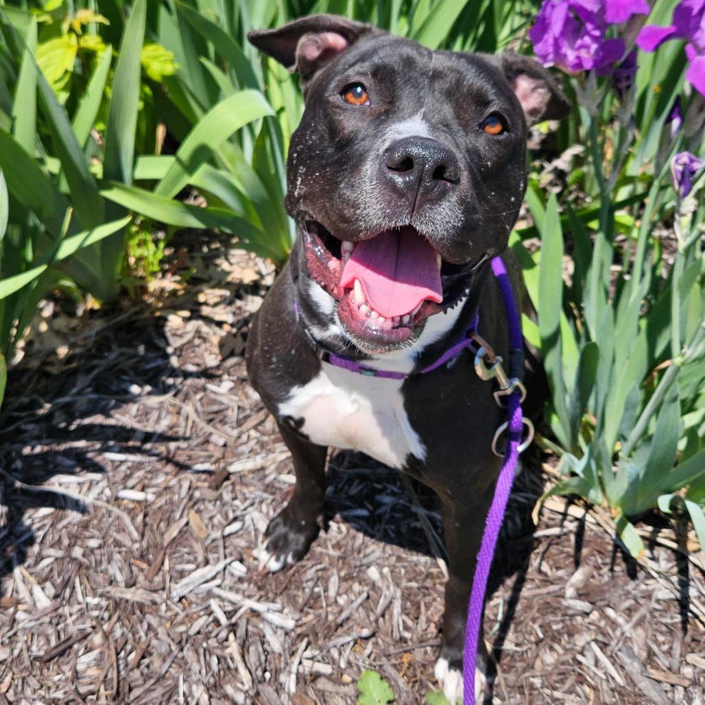 Enlarge Maize, a Adoptable American Staffordshire Terrier in Grand Rapids, MI image 6/6