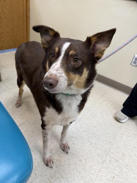 Keylow, Adoptable, Adult Male Australian Cattle Dog / Blue Heeler & Border Collie.