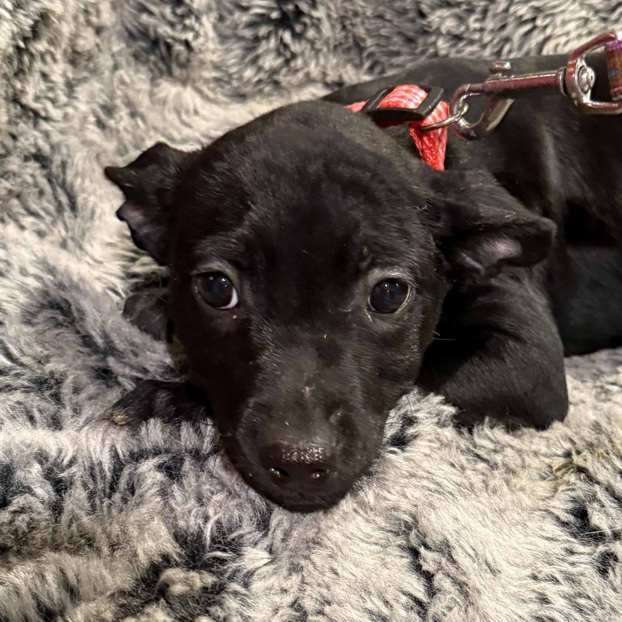 Oakley