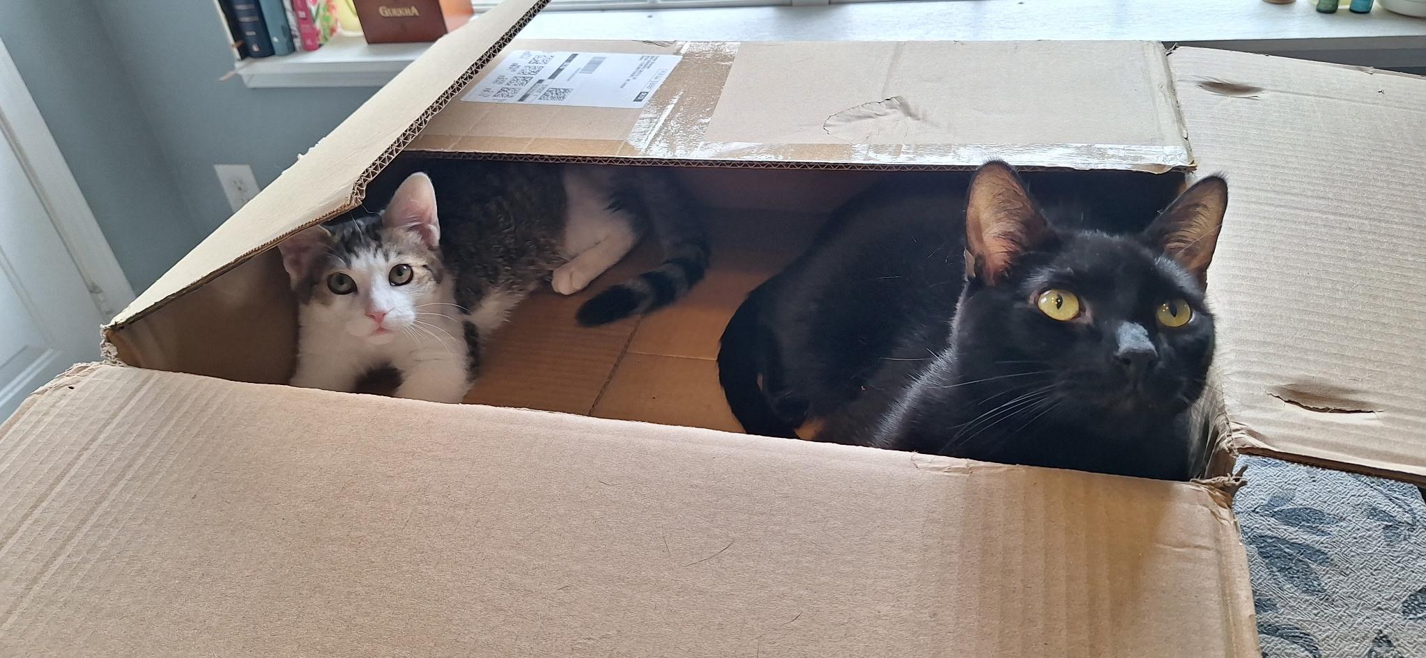 Enlarge Wesley Male Kitten , a ADOPTABLE Domestic Short Hair in Monroe, NC image 5/6