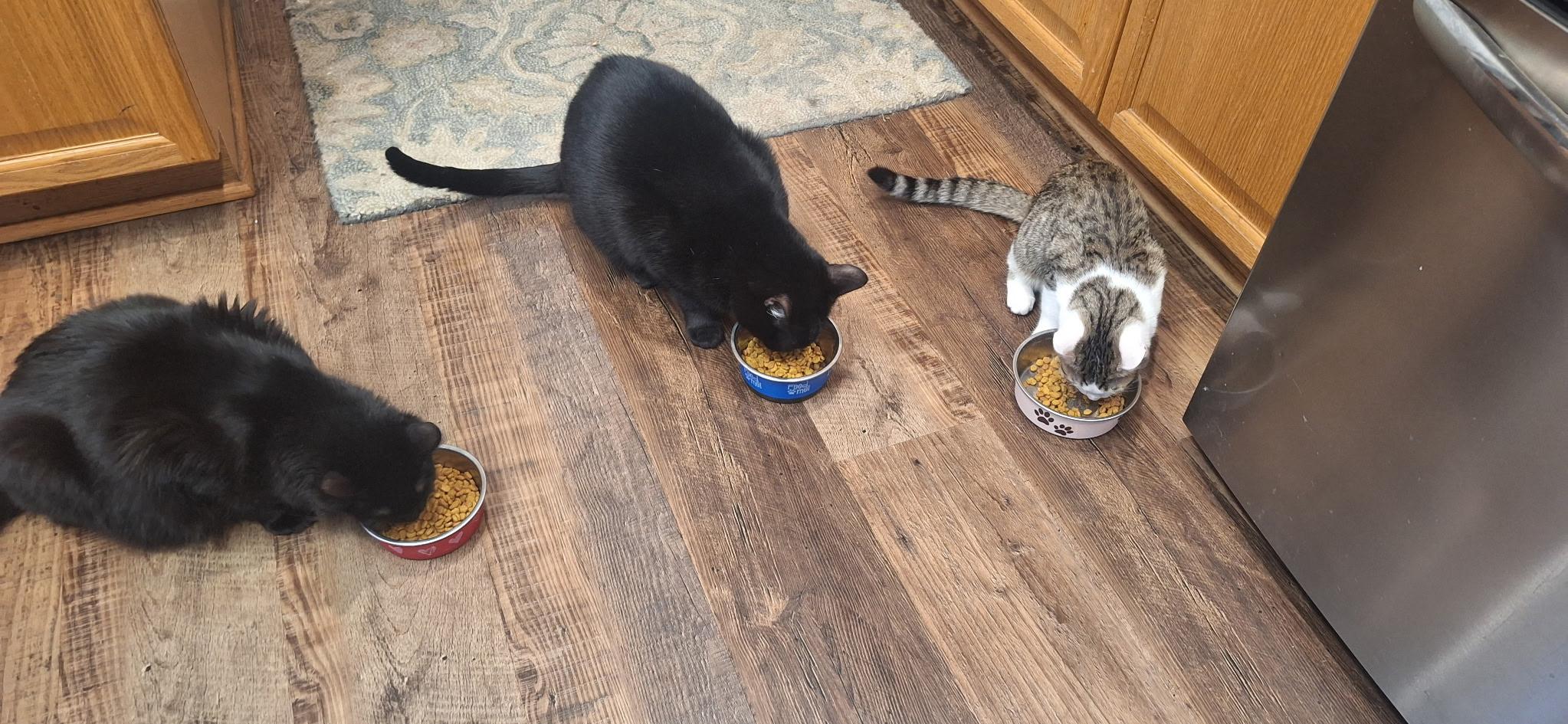 Enlarge Wesley Male Kitten , a ADOPTABLE Domestic Short Hair in Monroe, NC image 3/6