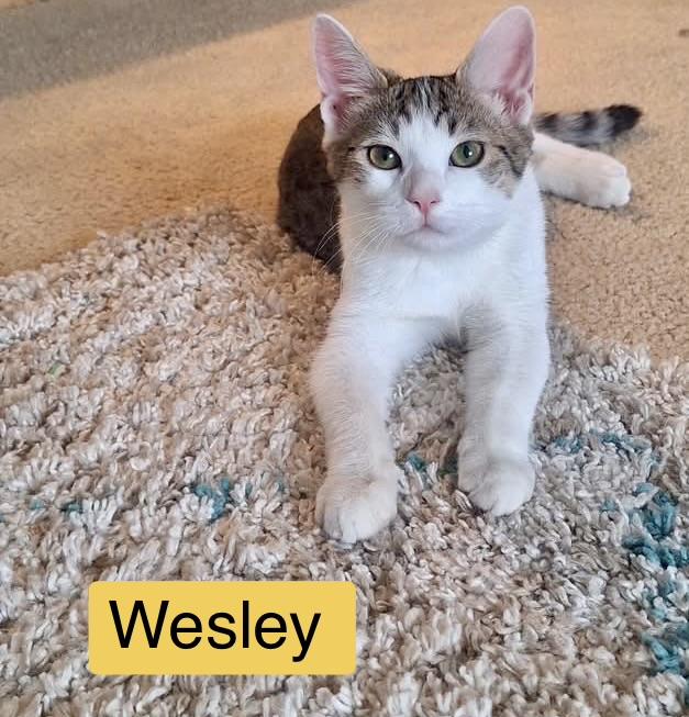 Enlarge Wesley Male Kitten , a ADOPTABLE Domestic Short Hair in Monroe, NC image 2/6