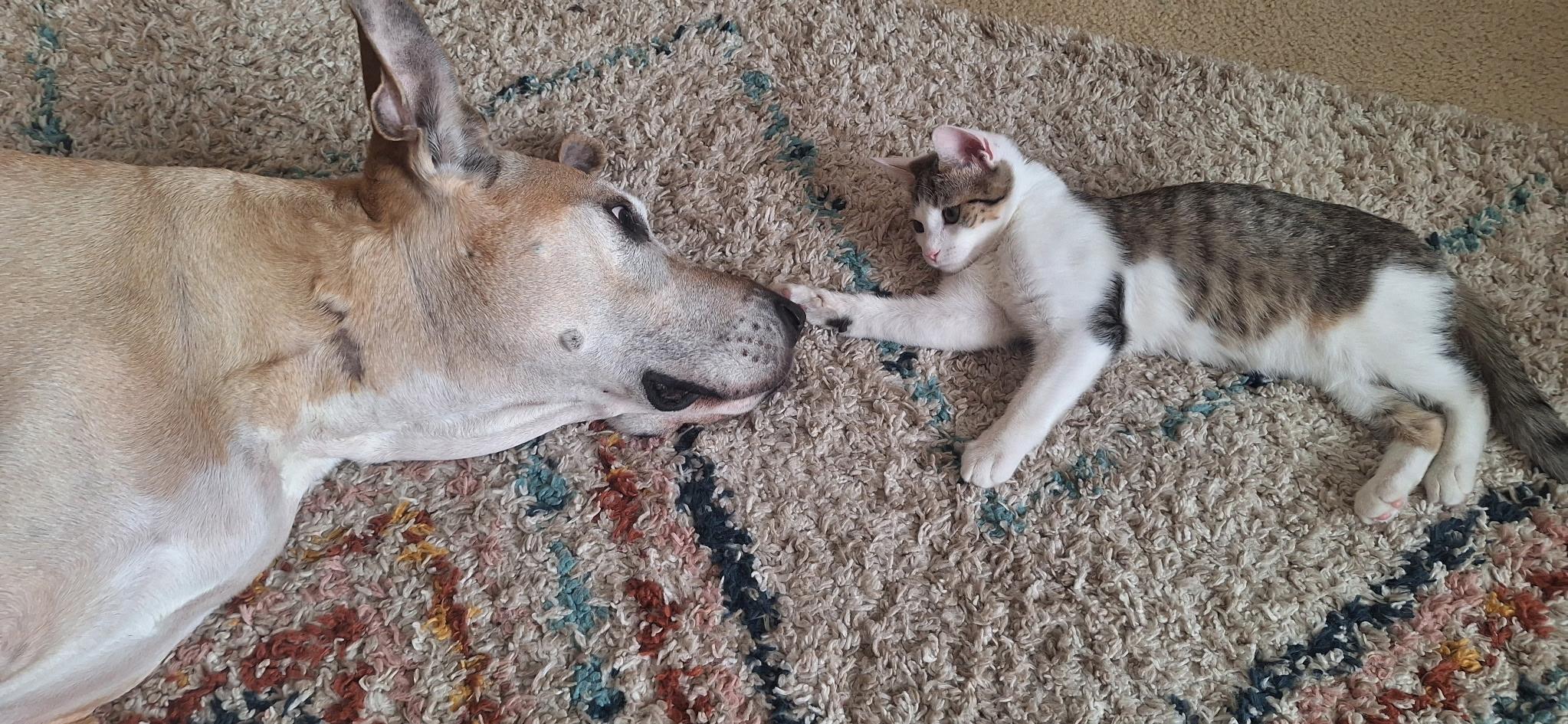 Enlarge Wesley Male Kitten , a ADOPTABLE Domestic Short Hair in Monroe, NC image 4/6