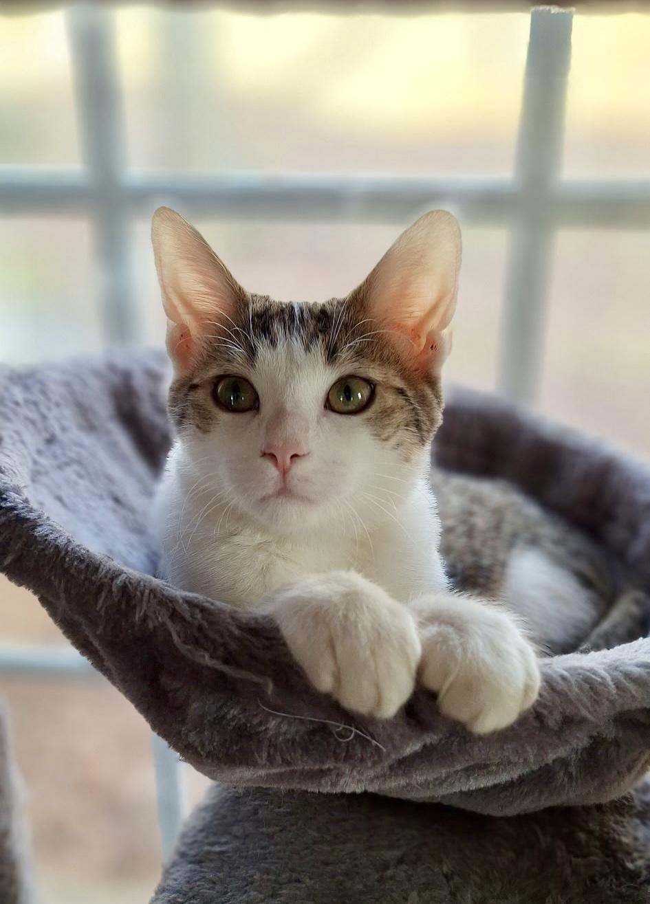 Wesley Male Kitten , ADOPTABLE, Kitten Male Domestic Short Hair.