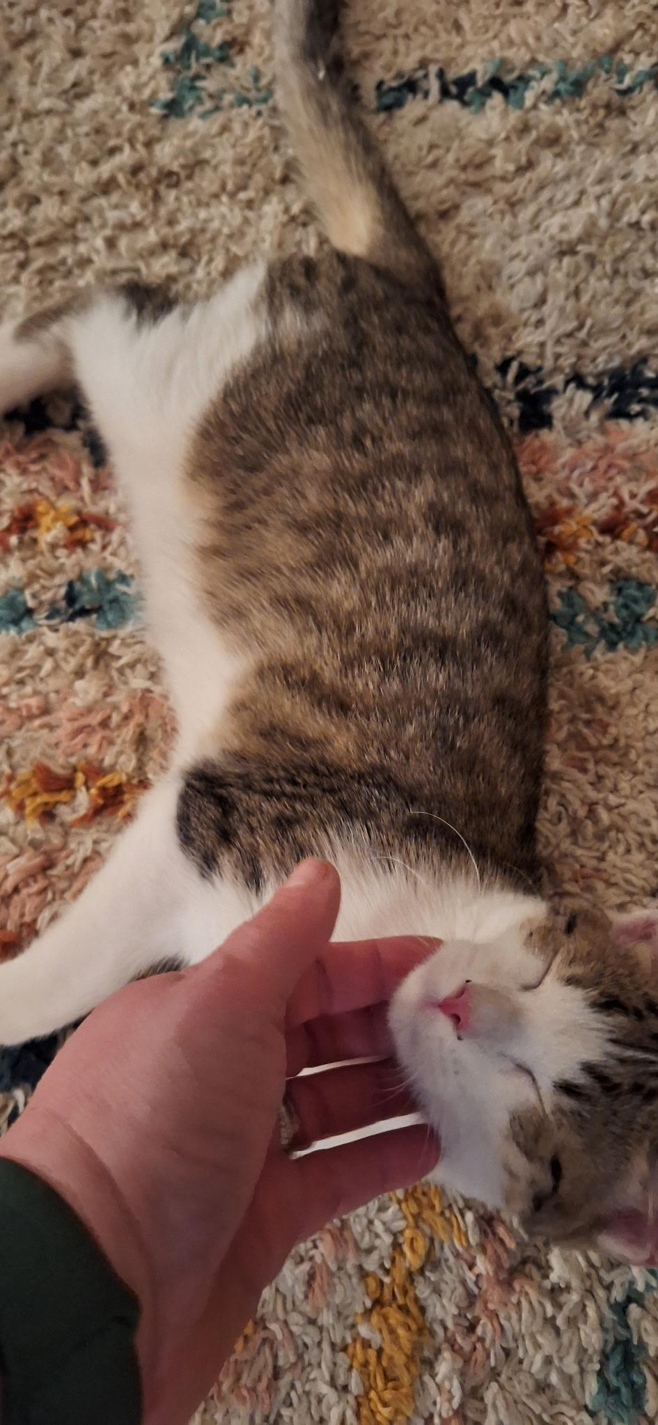 Enlarge Wesley Male Kitten , a ADOPTABLE Domestic Short Hair in Monroe, NC image 6/6