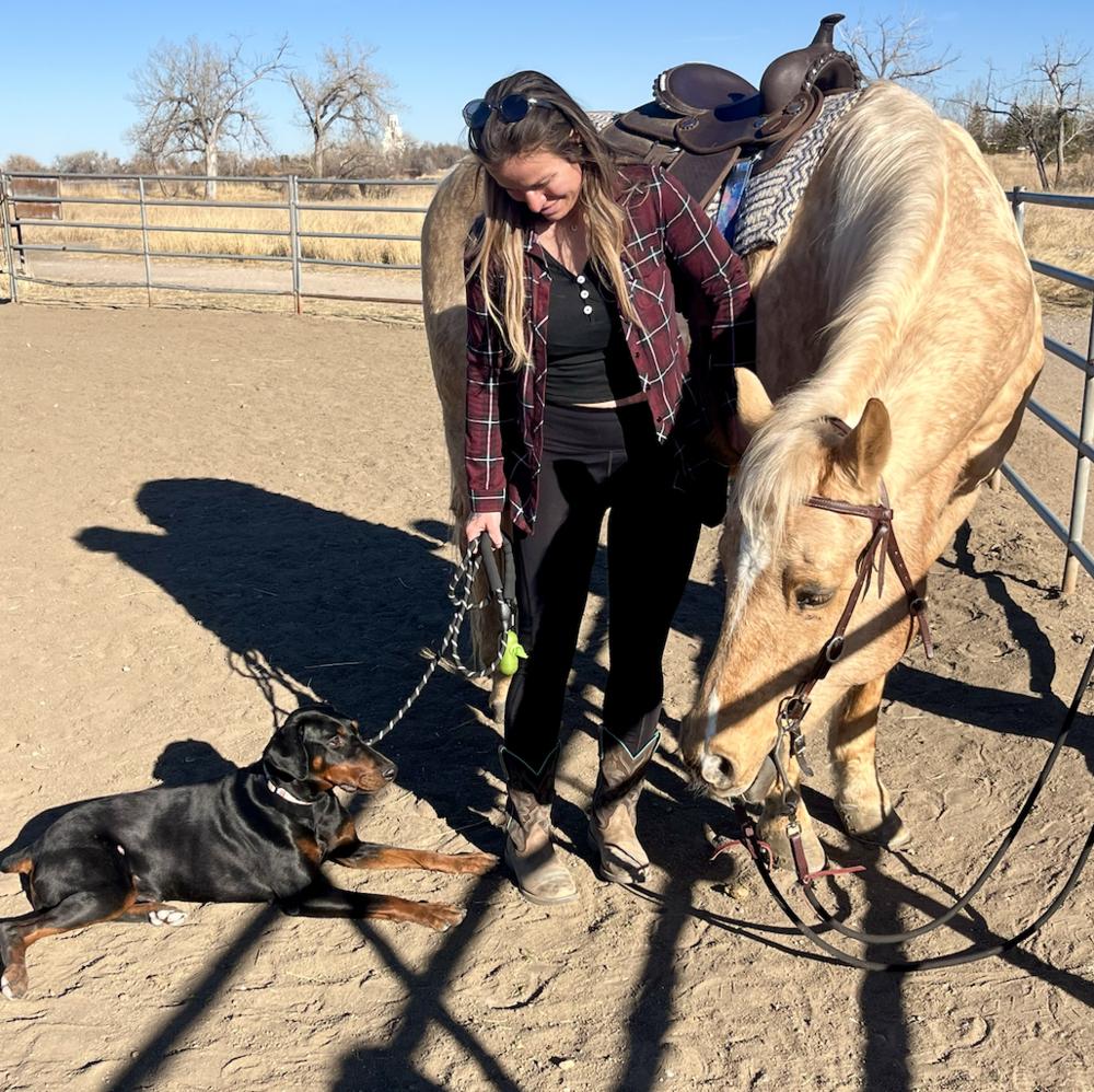 Echo, Adoptable, Young Female Doberman Pinscher.