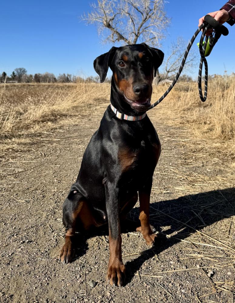 Echo, a Adoptable Doberman Pinscher in Denver, CO image 2/3