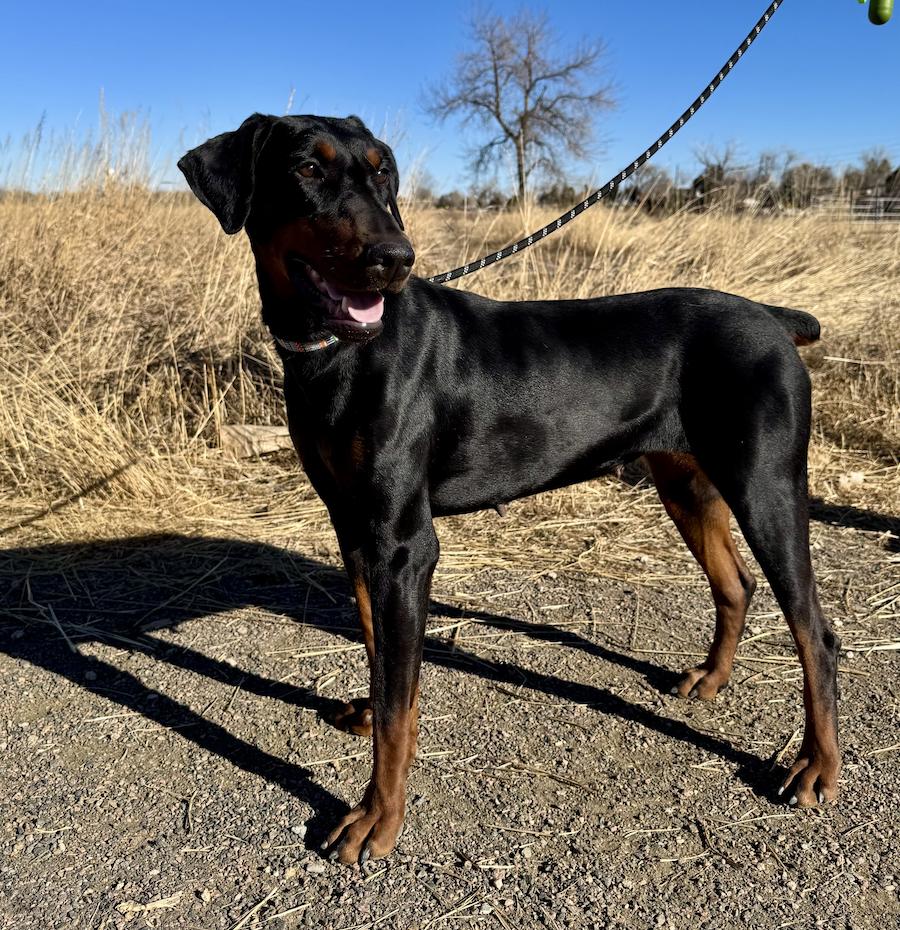 Echo, a Adoptable Doberman Pinscher in Denver, CO image 3/3