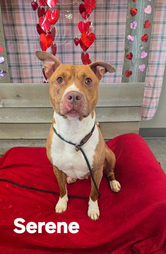 Enlarge Serene Yrly 507/38, a Adoptable Pit Bull Terrier in Sidney, OH image 1/5