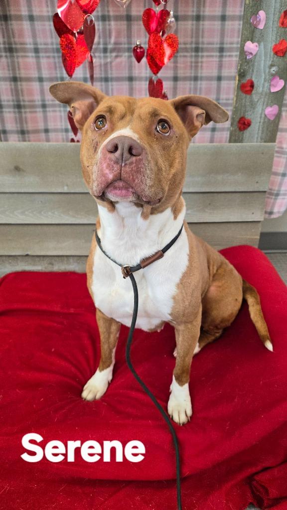 Enlarge Serene Yrly 507/38, a Adoptable Pit Bull Terrier in Sidney, OH image 2/5