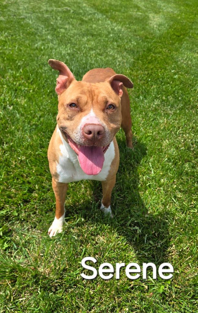 Enlarge Serene Yrly 507/38, a Adoptable Pit Bull Terrier in Sidney, OH image 3/6