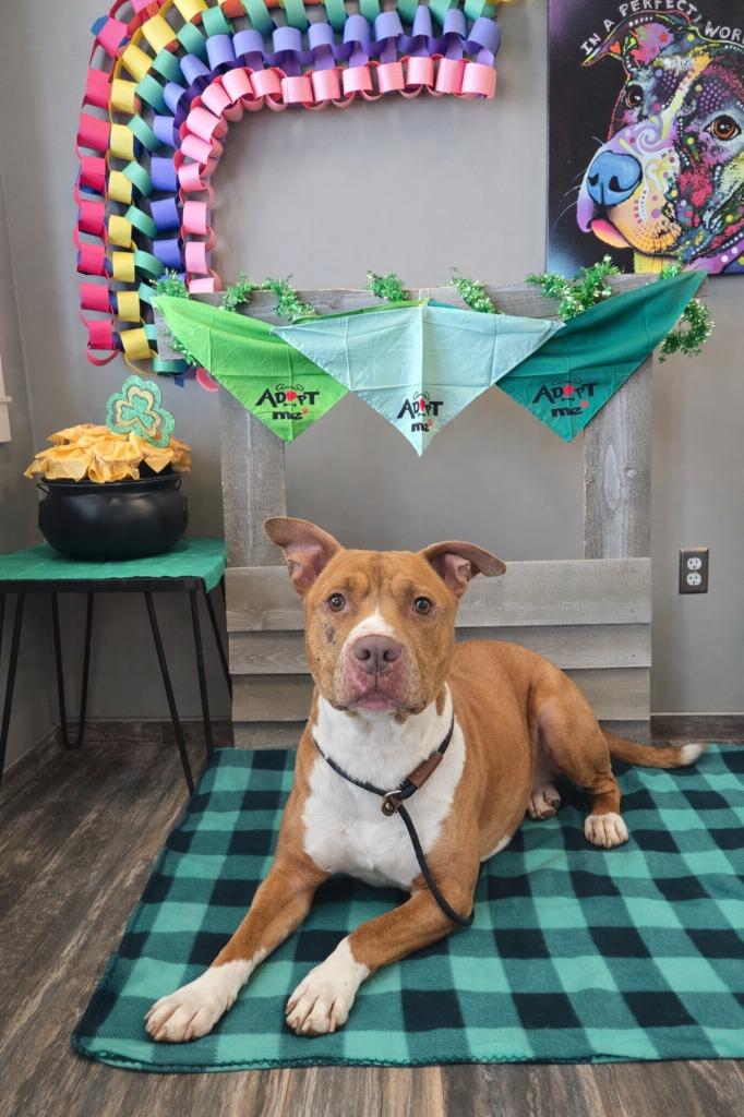 Enlarge Serene Yrly 507/38, a Adoptable Pit Bull Terrier in Sidney, OH image 4/5