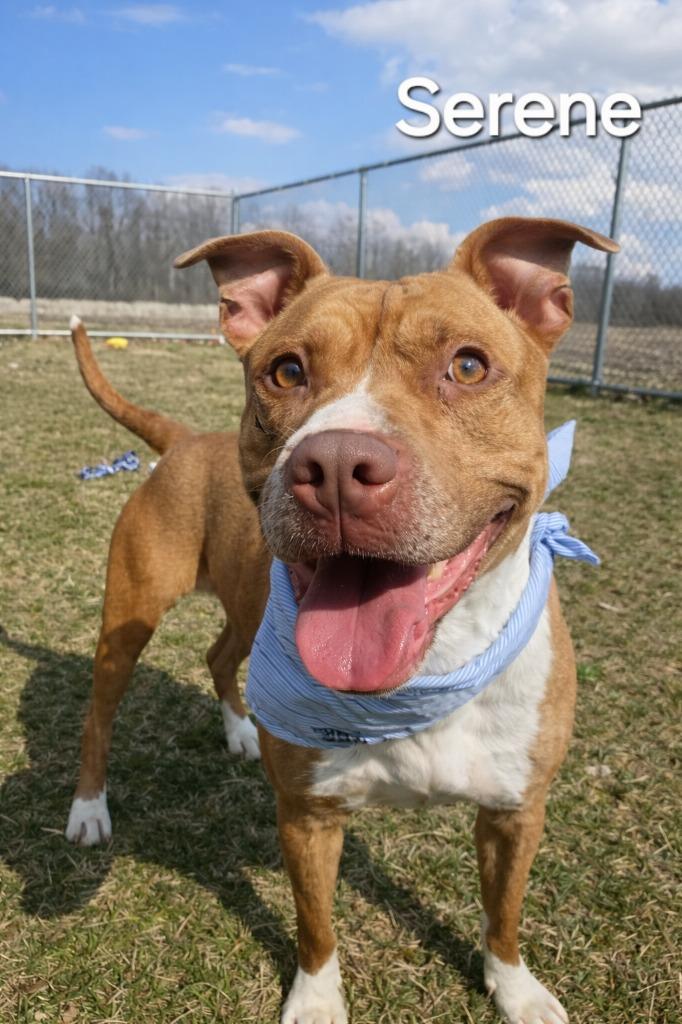 Enlarge Serene Yrly 507/38, a Adoptable Pit Bull Terrier in Sidney, OH image 5/5