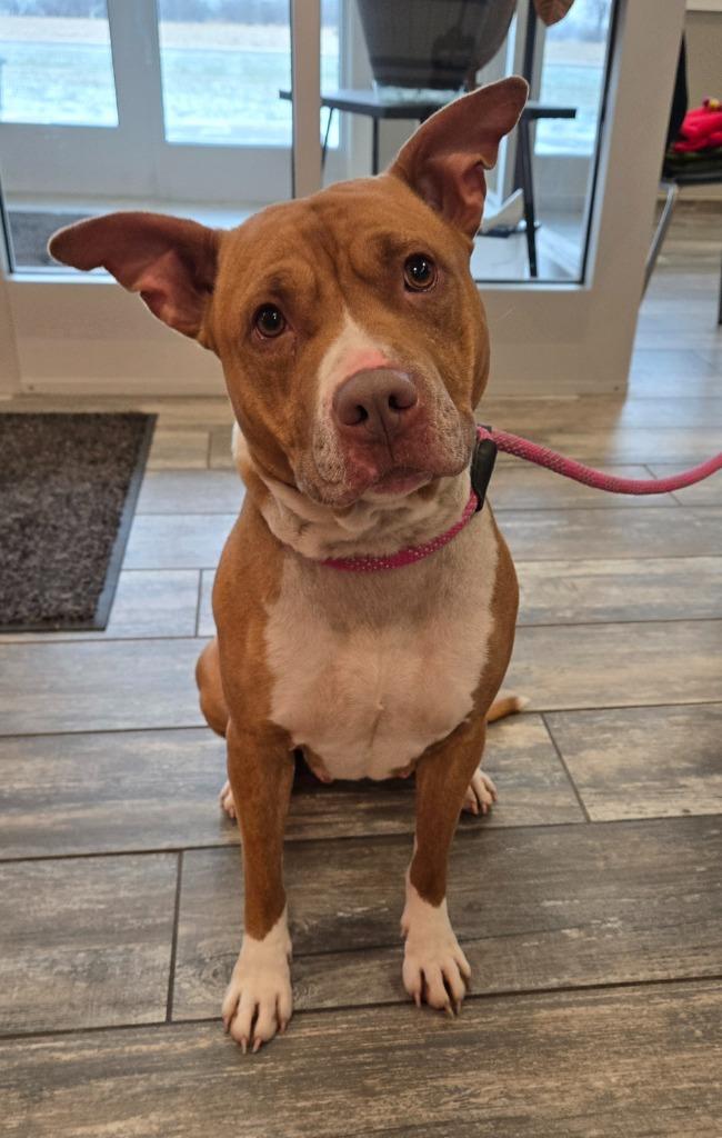 Enlarge Serene Yrly 507/38, a Adoptable Pit Bull Terrier in Sidney, OH image 1/1