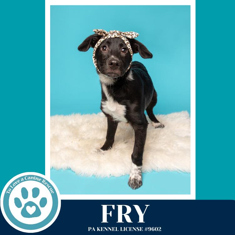 Fry (Rydell Potato Pups) 012426, Adoptable, Puppy Female Labrador Retriever & Shepherd.