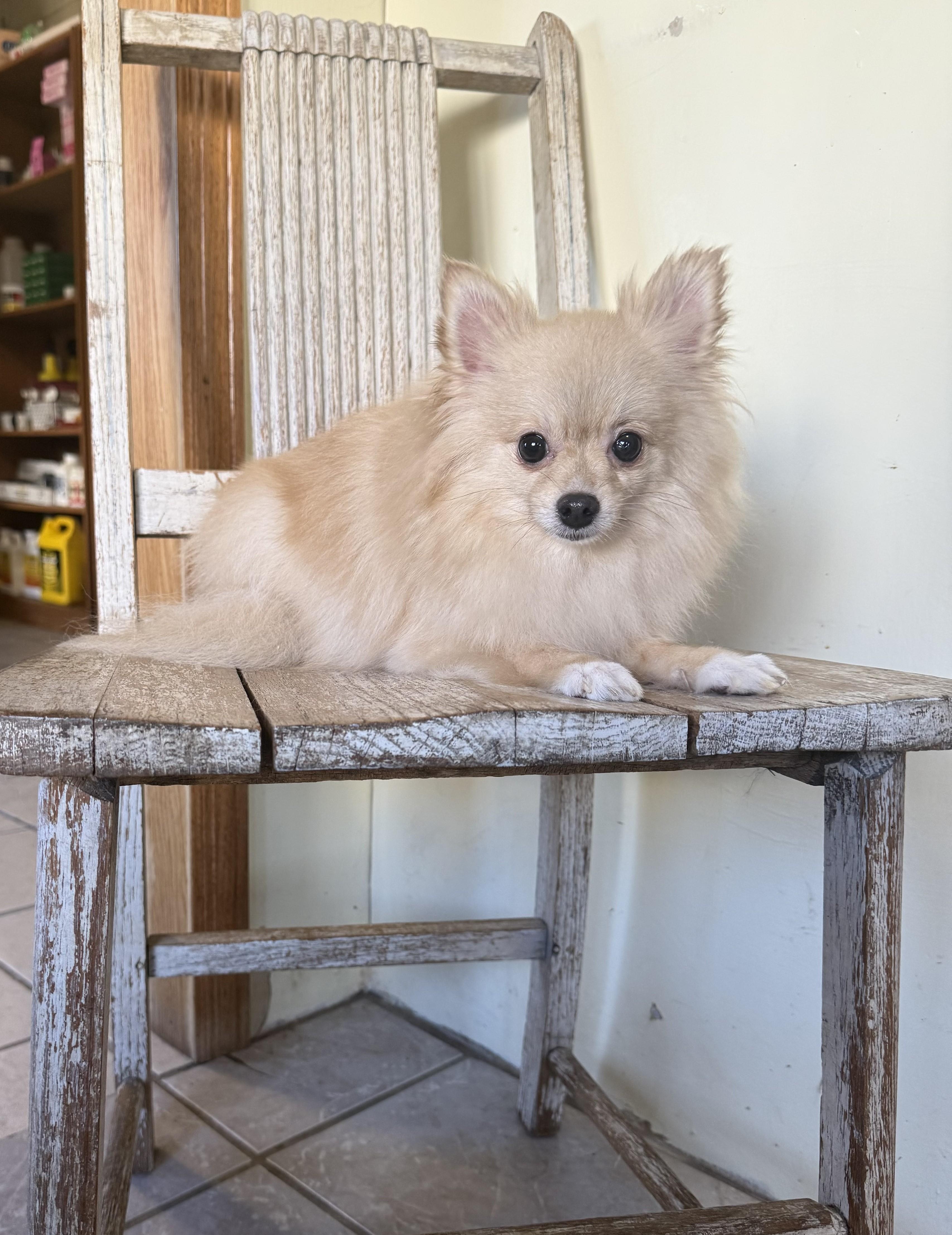 Iris, an adoptable Pomeranian in Grant, NE, 69140 | Photo Image 2