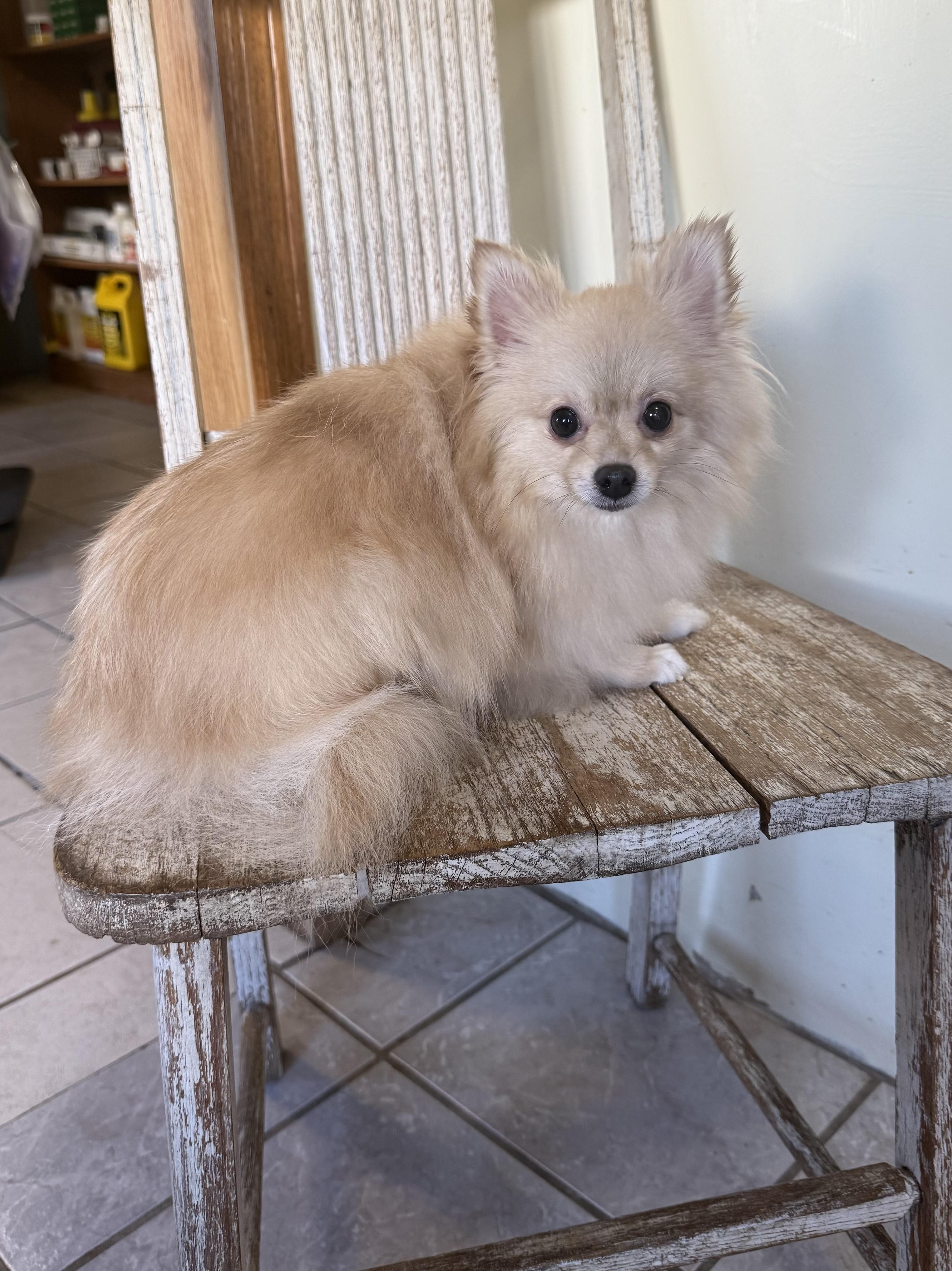 Iris, an adoptable Pomeranian in Grant, NE, 69140 | Photo Image 1
