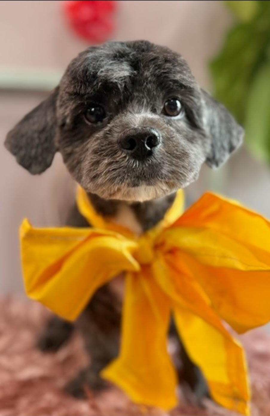 Enlarge Billy, a ADOPTABLE mixed breed in Toronto, ON image 3/6