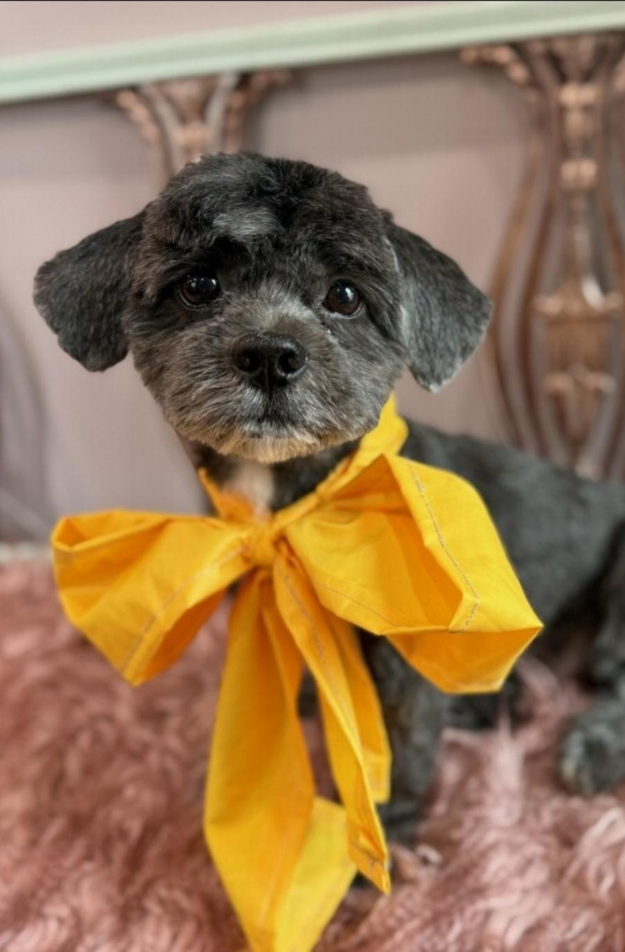Enlarge Billy, a ADOPTABLE mixed breed in Toronto, ON image 4/6